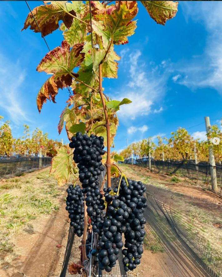 Os primeiros cachos de uvas tintas