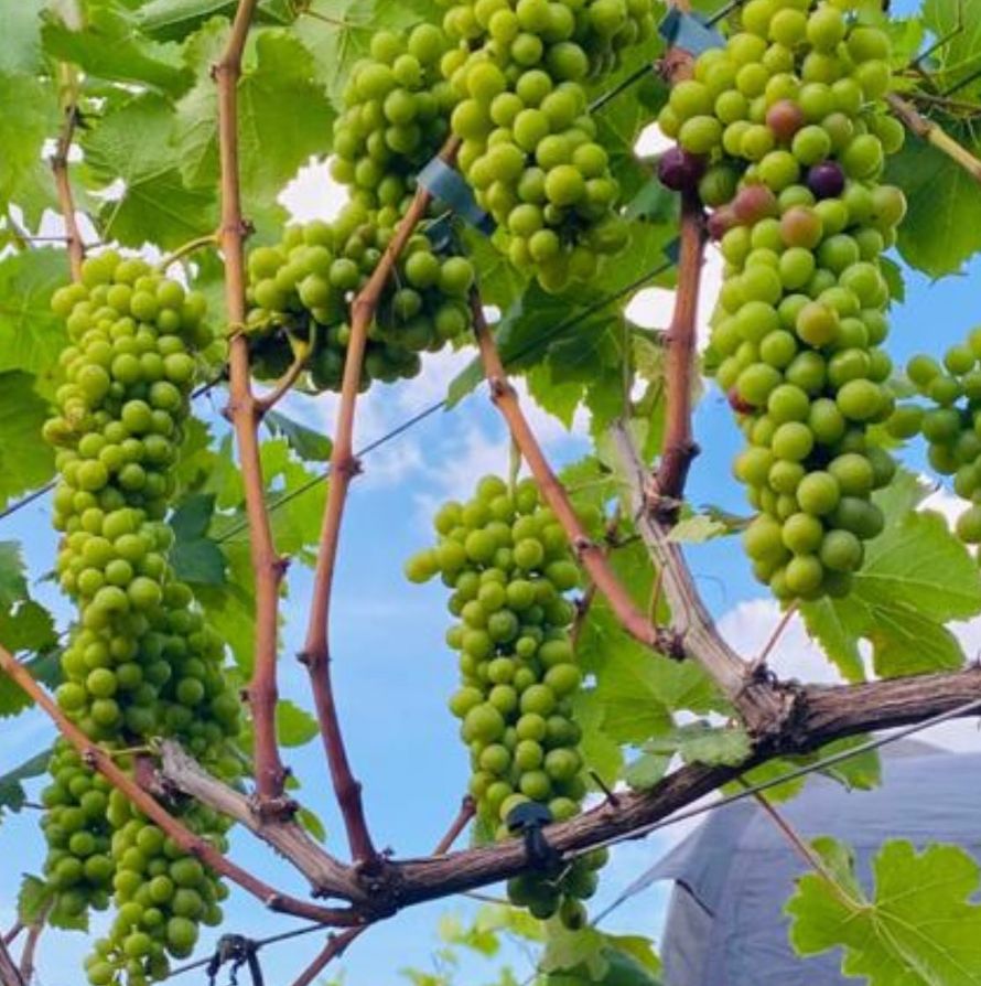 Cachos de uvas verdes na parreira